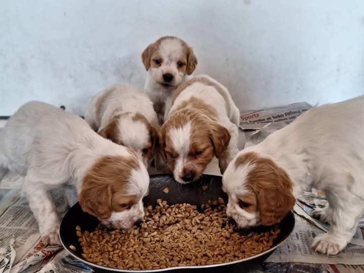Chiots à réserver