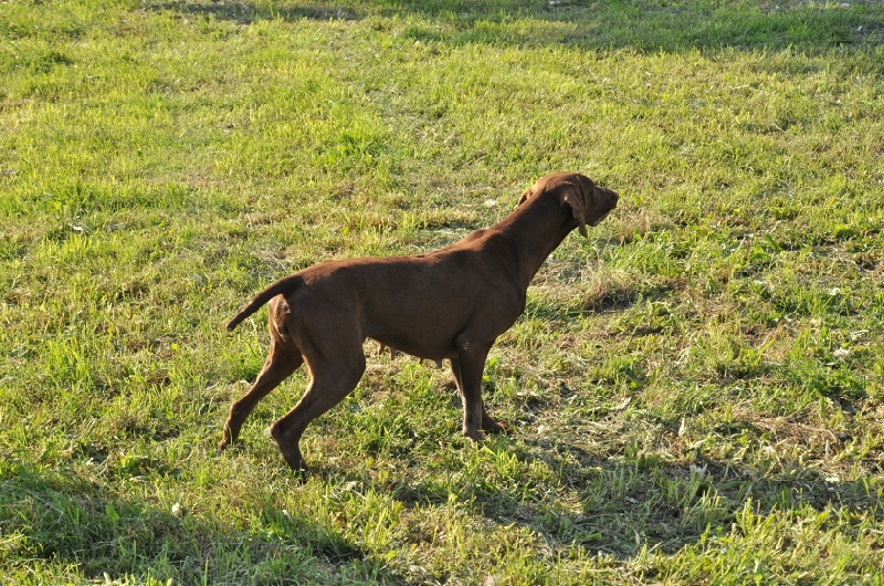 DORIS